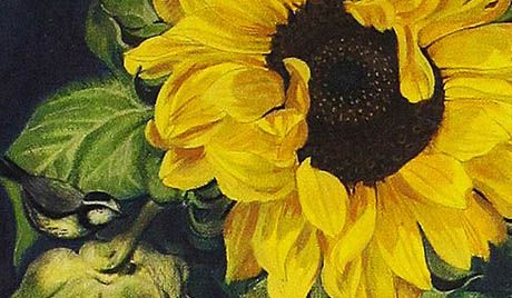 Grosse Sonnenblume mit Meisen