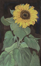 Sonnenblumen
