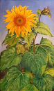 Sonnenblume