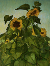 Sonnenblumen