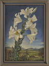 Marienlilien