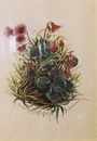 Soldanellen