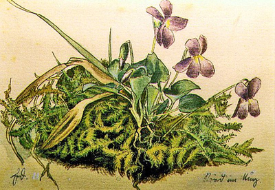 Veilchen aus dem Ried