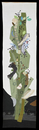 Aufsteigend
