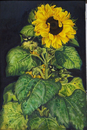 Grosse Sonnenblume mit Meisen
