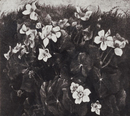 Sumpfdotterblumen